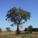 Derby - Boab tree Derby - Boab tree