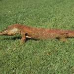 YellowSpottedMonitor YellowSpottedMonitor