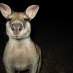 Annoying wallaby - Too fuckin' close Annoying wallaby - Too fuckin' close