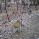 115-1545_IMG 115-1545_IMG