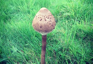 Unbekannter Verdammt großer Pilz (Instagram)