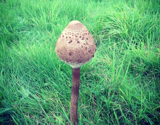 Unbekannter Verdammt großer Pilz (Instagram)